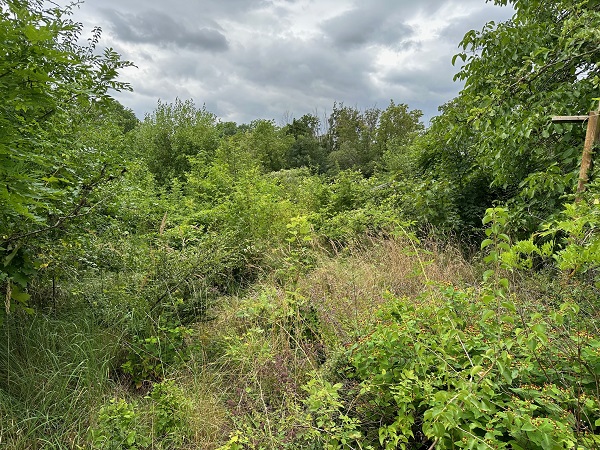 Könnern, Salzlandkreis, Sachsen-Anhalt, Deutschland 06420, 2 Rooms Rooms,Grundstück,Kaufen,1212